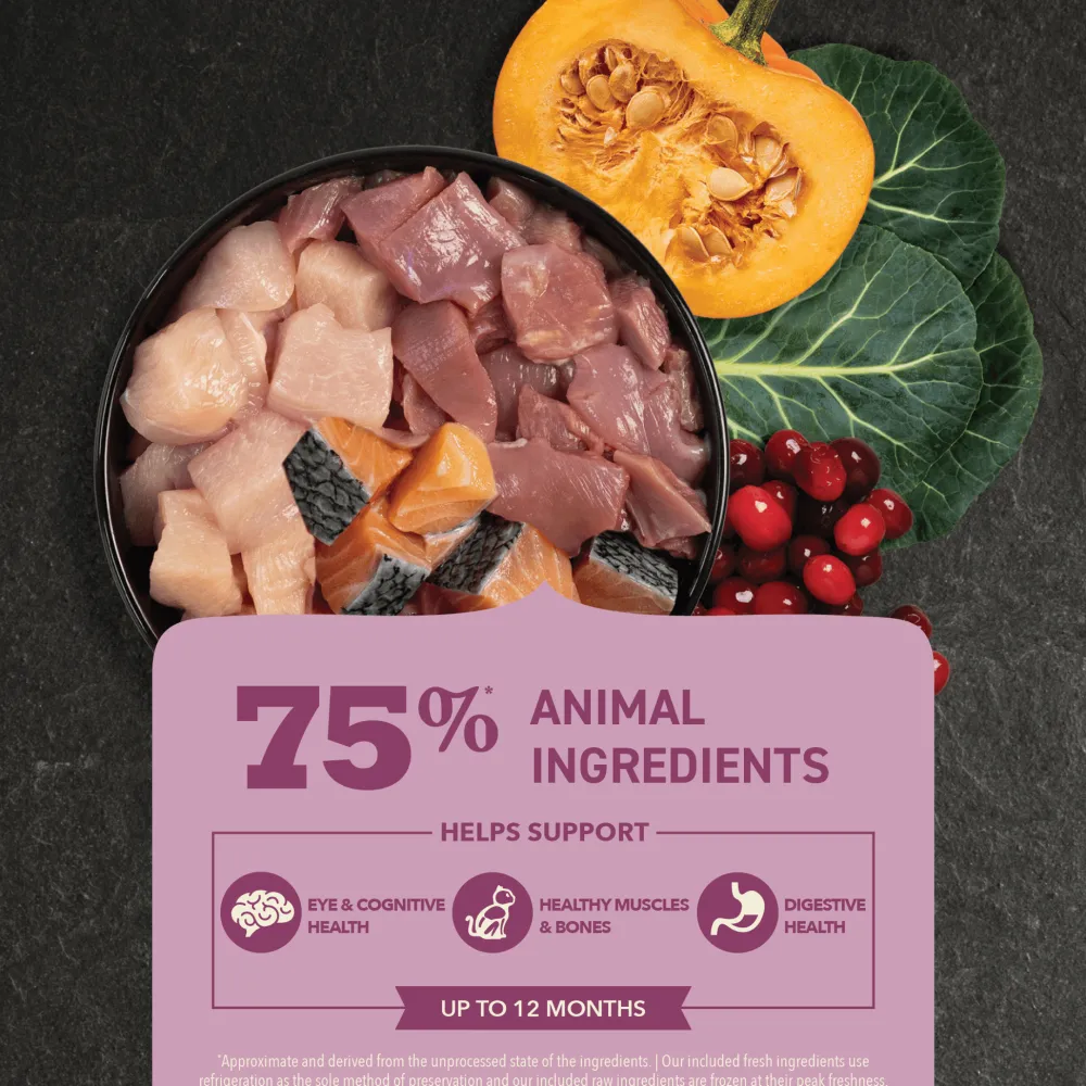 Discount Premium Kitten First Feast Recipe Dry Food Dry Cat Food