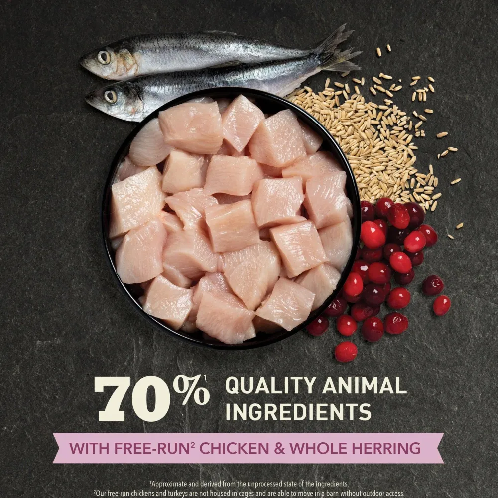 Discount Premium Kitten First Feast Recipe Dry Food Dry Cat Food