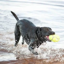 Best Air Fetch Stick Supplies Leashes, Collars, Beds, Flea & Tick, Etc. | Toys Interactive, Plush, Etc.