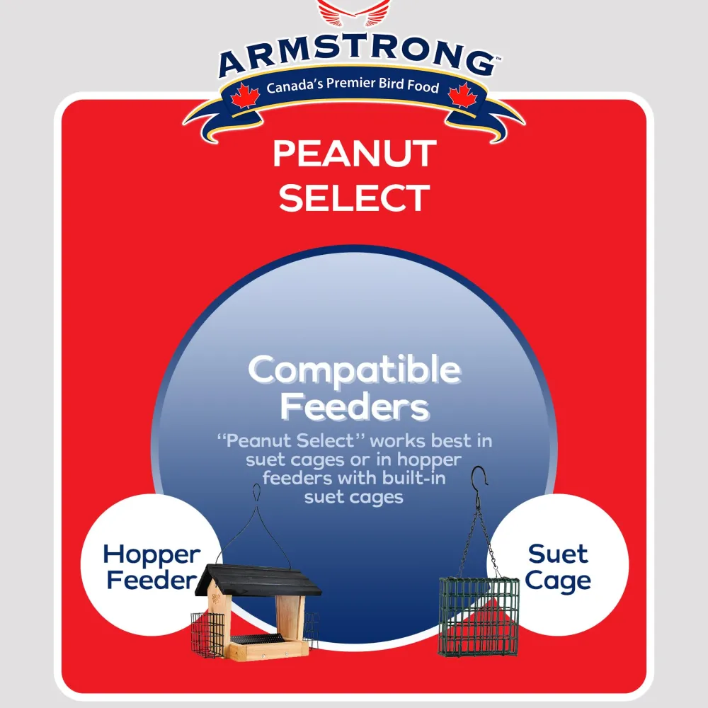 Clearance Peanut Select Suet Shop Bird Find All Of The Essentials
