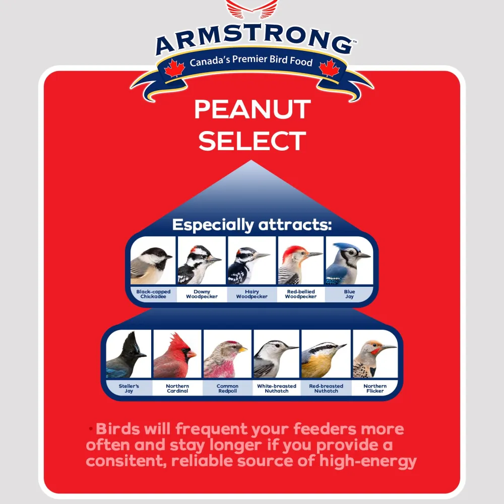 Clearance Peanut Select Suet Shop Bird Find All Of The Essentials