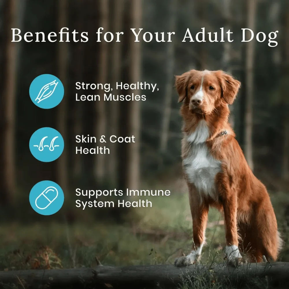 Sale Wilderness With Healthy Grains Duck Adult Dry Dog Food Food Dry, Wet, Freeze Dried, Etc.