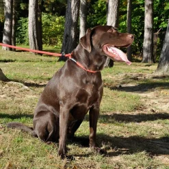 Best Coastal Rope Slip Lead For Dogs Supplies Leashes, Collars, Beds, Flea & Tick, Etc.