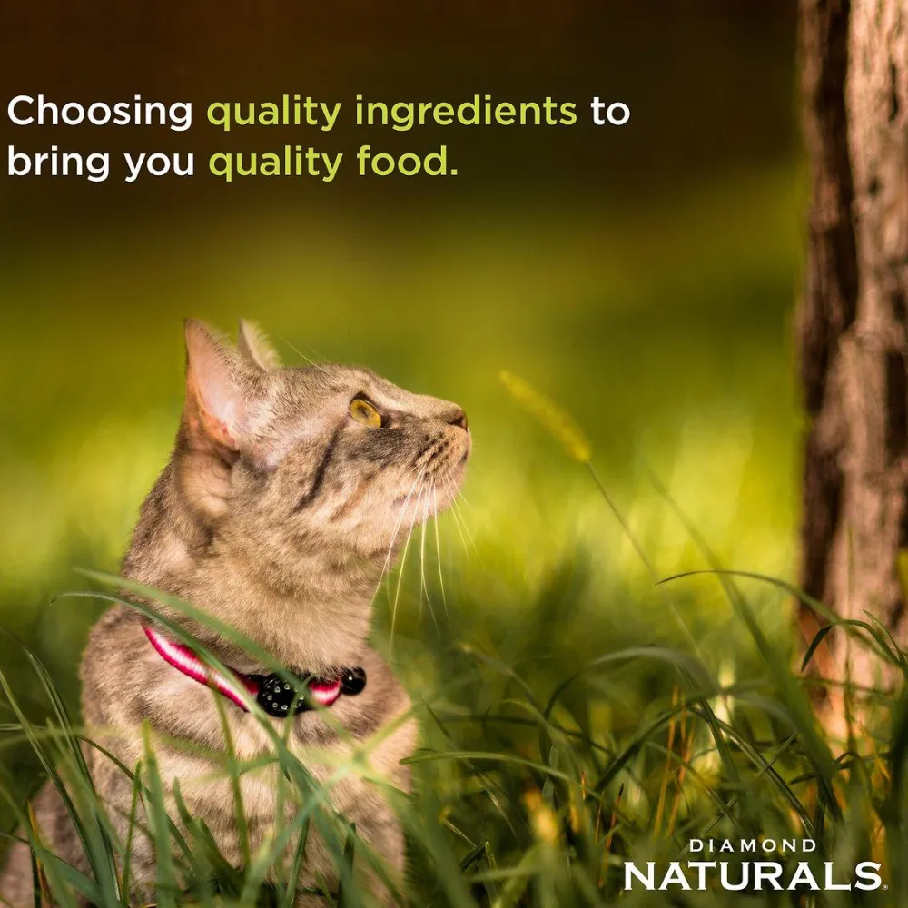 Discount Naturals Cat Indoor Chicken & Rice Dry Food Dry Cat Food