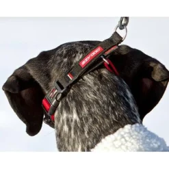 Clearance Checkmate Dog Collar Blue Supplies Leashes, Collars, Beds, Flea & Tick, Etc.