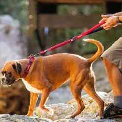 Clearance Zero Shock Dog Leash Black Supplies Leashes, Collars, Beds, Flea & Tick, Etc.