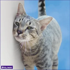Clearance Classic Calming Diffuser Refill for Cats, 30 day Supplies Collars, Scratchers, Toys, Etc.