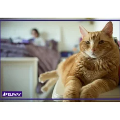 Clearance Classic Calming Diffuser Refill for Cats, 30 day Supplies Collars, Scratchers, Toys, Etc.