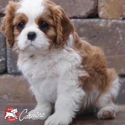Online Classic Puppy Food Food Dry, Wet, Freeze Dried, Etc.