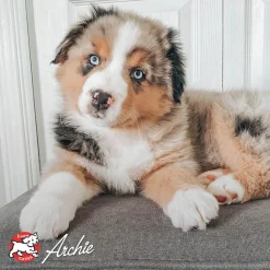 Online Classic Puppy Food Food Dry, Wet, Freeze Dried, Etc.