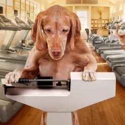 Best Gold Weight Management Dog Food Food Dry, Wet, Freeze Dried, Etc.