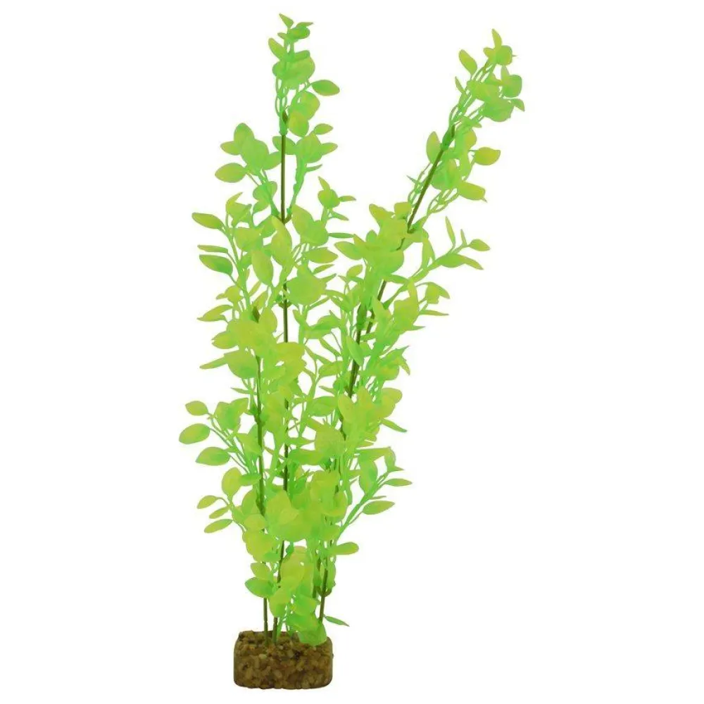 Clearance Plant Extra Large Green Yellow Shop Fish Find All Of The Essentials