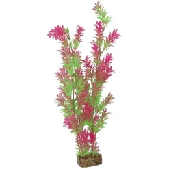 Hot Plant Extra Large Green Pink Shop Fish Find All Of The Essentials