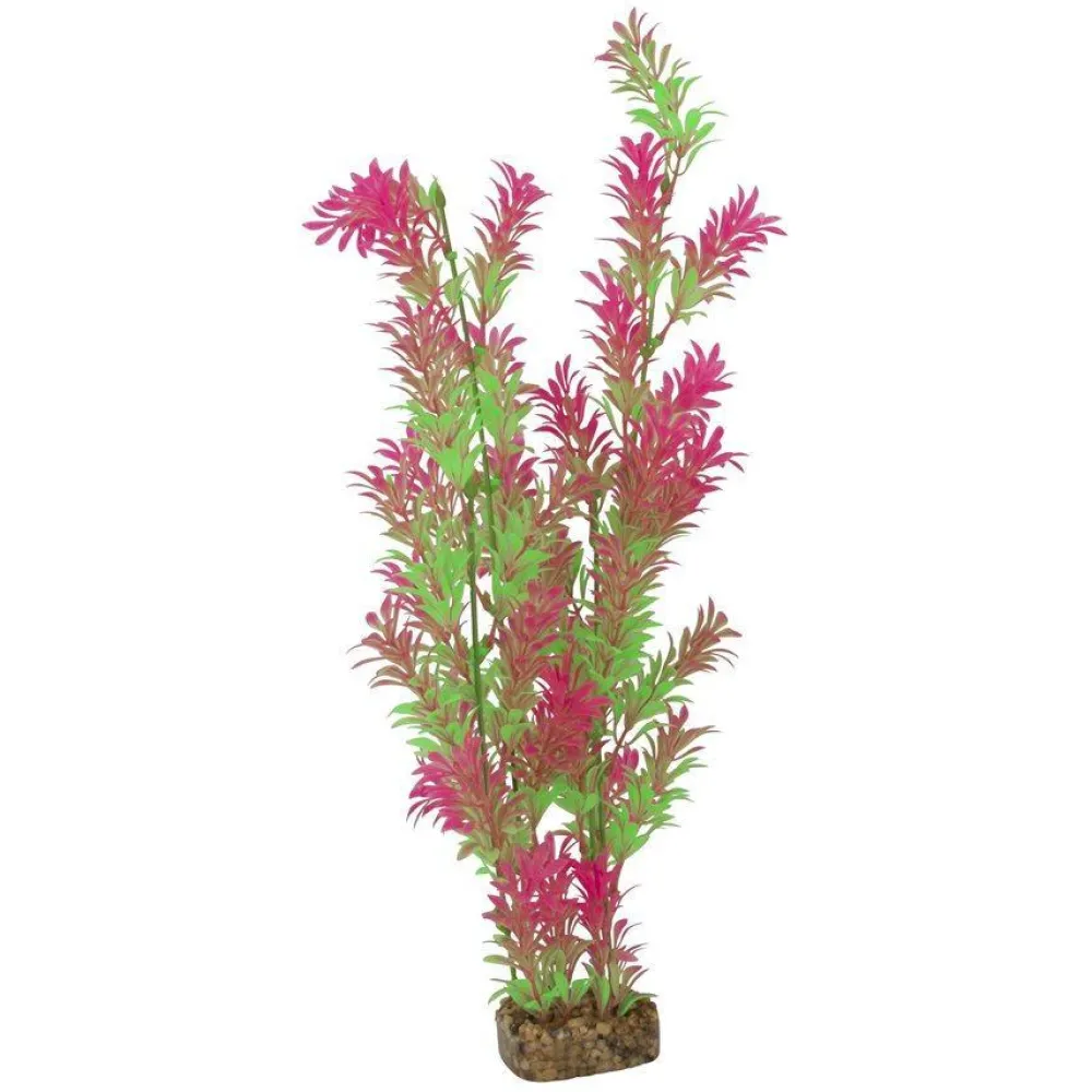 Hot Plant Extra Large Green Pink Shop Fish Find All Of The Essentials
