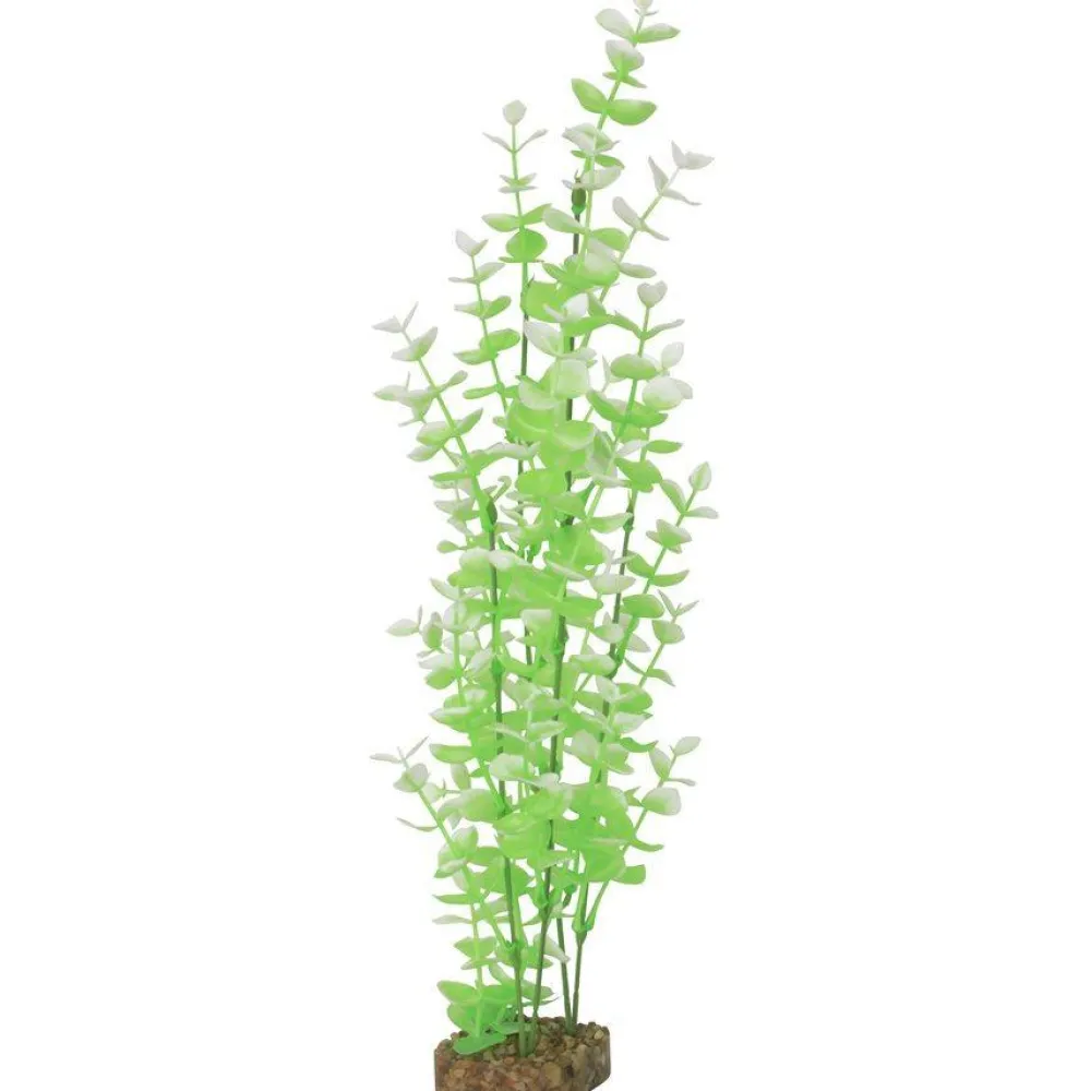 Hot Plant Extra Large Green White Shop Fish Find All Of The Essentials