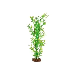 Best Plant Large Green Yellow Shop Fish Find All Of The Essentials