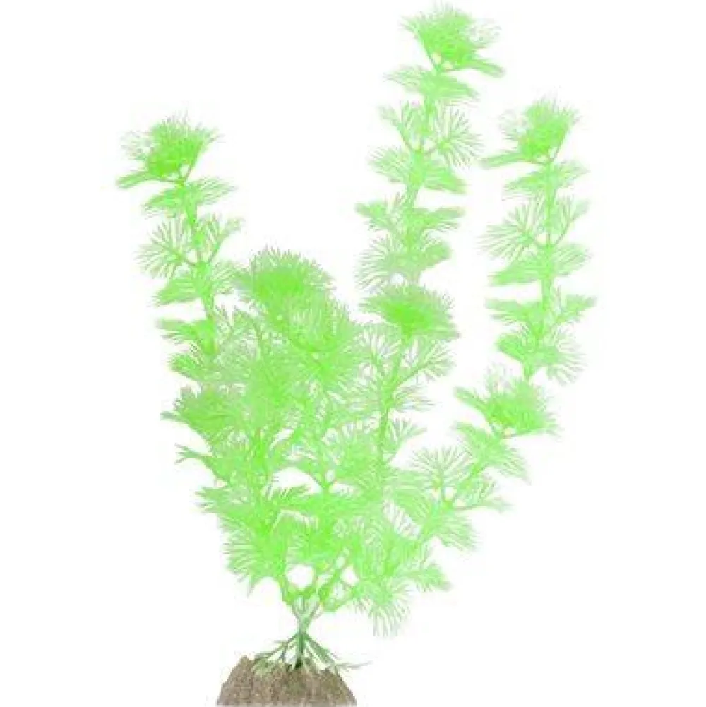Outlet Plant Large Green Shop Fish Find All Of The Essentials
