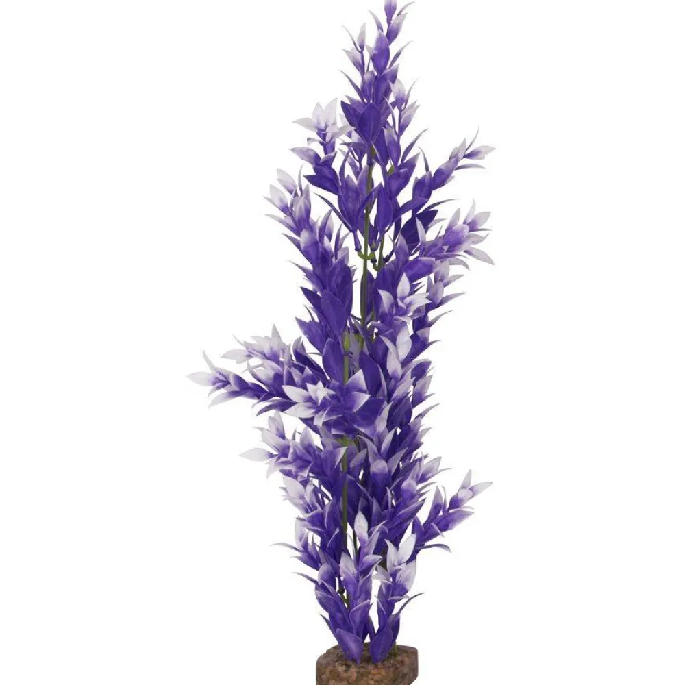 Online Plant Large Purple White Shop Fish Find All Of The Essentials