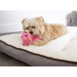 Hot Chew Guard Baby Dragon Coral Supplies Leashes, Collars, Beds, Flea & Tick, Etc. | Toys Interactive, Plush, Etc.