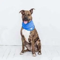 Sale Go Fresh Pet Ice Band Blue Supplies Leashes, Collars, Beds, Flea & Tick, Etc.