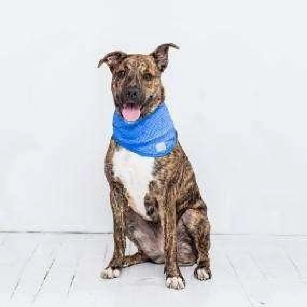 Sale Go Fresh Pet Ice Band Blue Supplies Leashes, Collars, Beds, Flea & Tick, Etc.