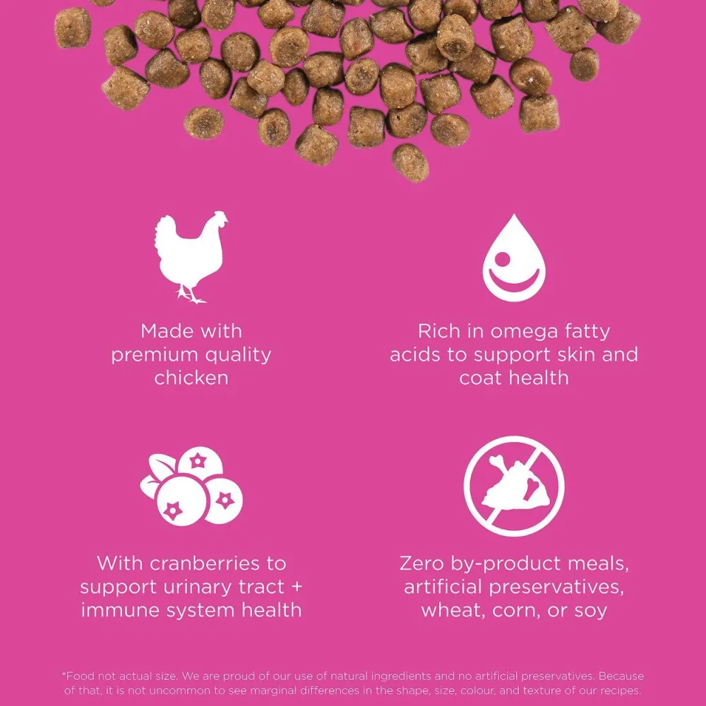 Online Skin + Coat Care Chicken Recipe With Grains for cats Dry Food Dry Cat Food