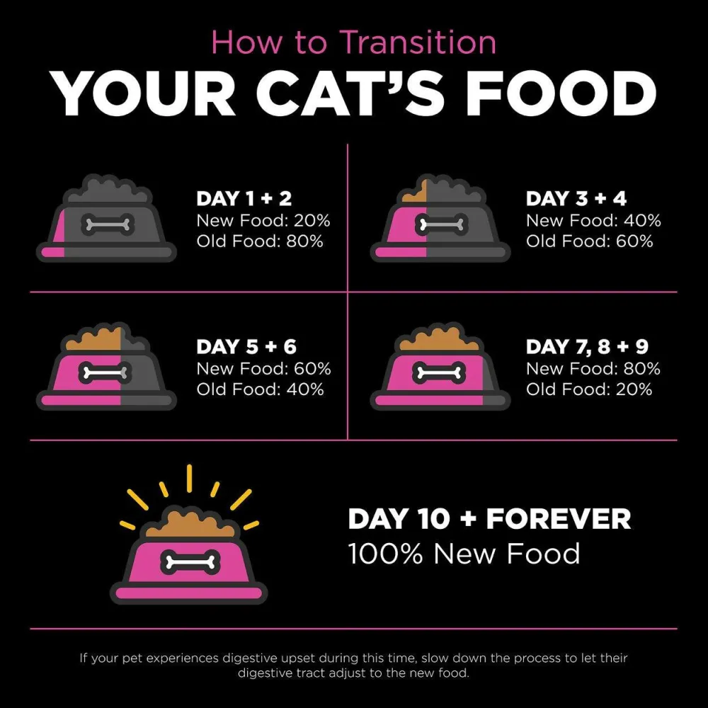 Online Skin + Coat Care Chicken Recipe With Grains for cats Dry Food Dry Cat Food