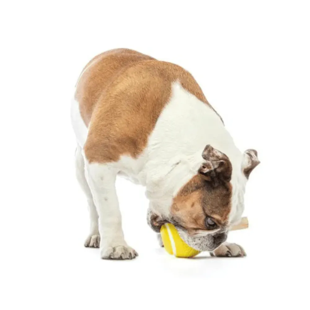 Discount Dog Tennis Treat Ball Supplies Leashes, Collars, Beds, Flea & Tick, Etc. | Toys Interactive, Plush, Etc.