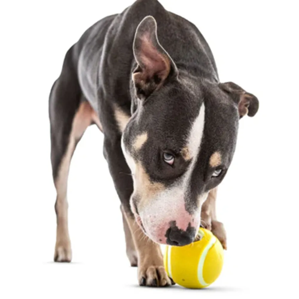 Discount Dog Tennis Treat Ball Supplies Leashes, Collars, Beds, Flea & Tick, Etc. | Toys Interactive, Plush, Etc.