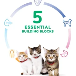 Clearance Dry Cat Food, Kitten, Chicken Recipe Dry Food Dry Cat Food