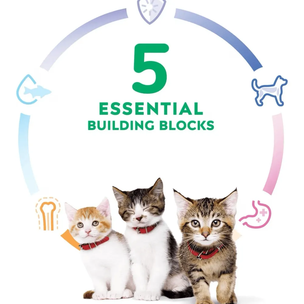 Clearance Dry Cat Food, Kitten, Chicken Recipe Dry Food Dry Cat Food