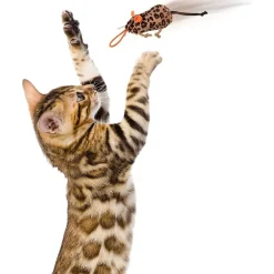 New Cat Safari Sneakers Happynip Launcher 3 pack Supplies Collars, Scratchers, Toys, Etc.