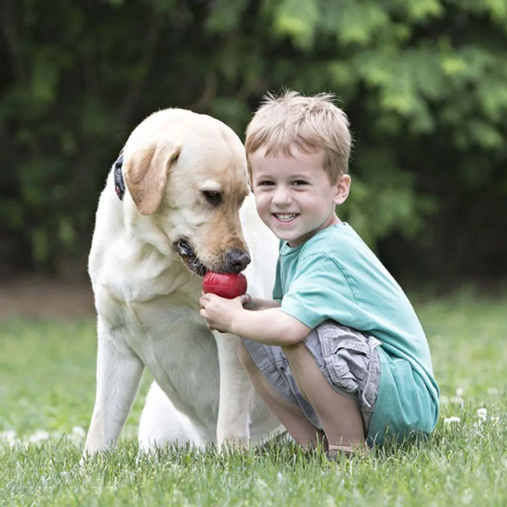 New Classic Supplies Leashes, Collars, Beds, Flea & Tick, Etc. | Toys Interactive, Plush, Etc.