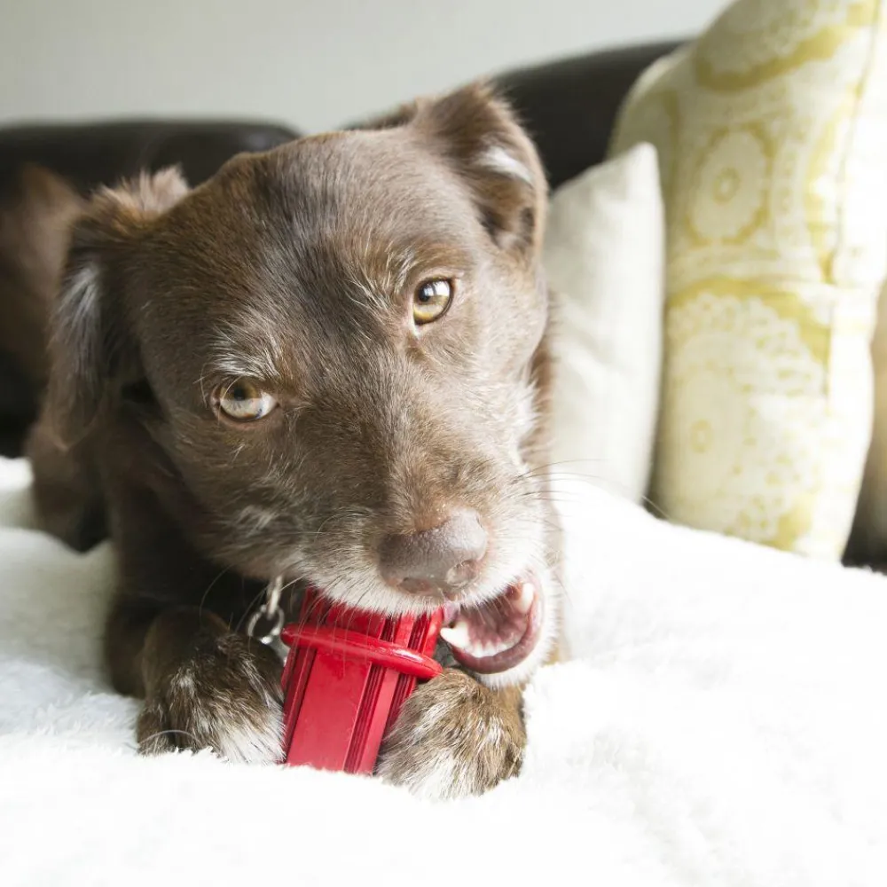 New Dental Stick Supplies Leashes, Collars, Beds, Flea & Tick, Etc. | Toys Interactive, Plush, Etc.