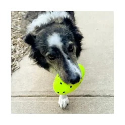 Hot Dog Reflex Football Supplies Leashes, Collars, Beds, Flea & Tick, Etc. | Toys Interactive, Plush, Etc.