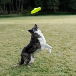 Fashion Dog Reflex Glide Flyer Supplies Leashes, Collars, Beds, Flea & Tick, Etc. | Toys Interactive, Plush, Etc.