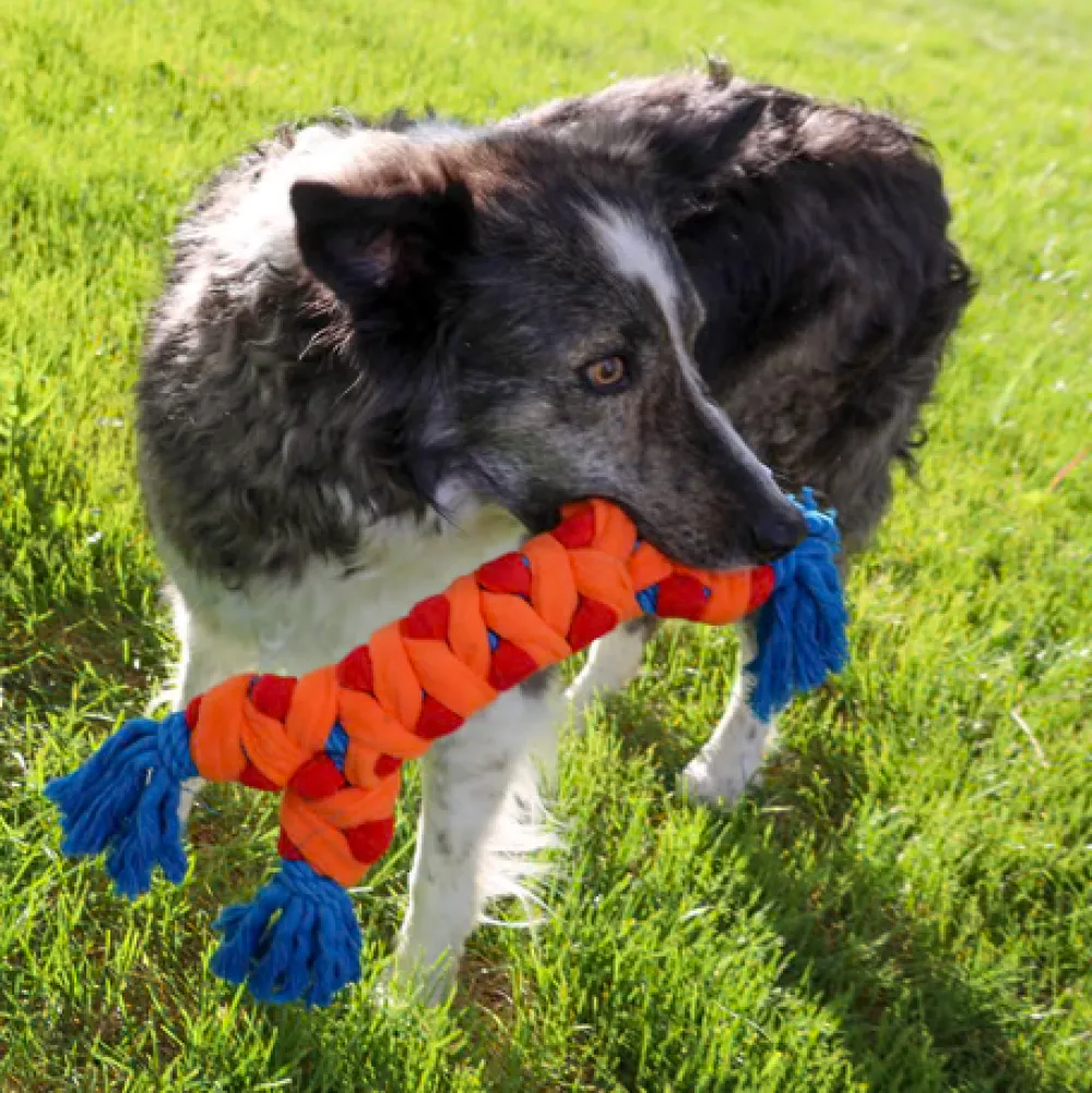Best Dog Rope Rally Bone Supplies Leashes, Collars, Beds, Flea & Tick, Etc. | Toys Interactive, Plush, Etc.
