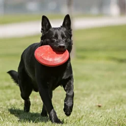 New Flyer Frisbee Supplies Leashes, Collars, Beds, Flea & Tick, Etc. | Toys Interactive, Plush, Etc.