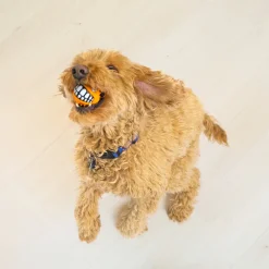 Clearance Grinz Puffer Fish Dog Toy Supplies Leashes, Collars, Beds, Flea & Tick, Etc. | Toys Interactive, Plush, Etc.