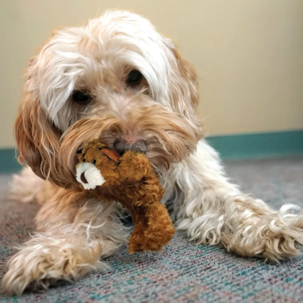 New Plush Teddy Bear Dog Toy Supplies Leashes, Collars, Beds, Flea & Tick, Etc. | Toys Interactive, Plush, Etc.