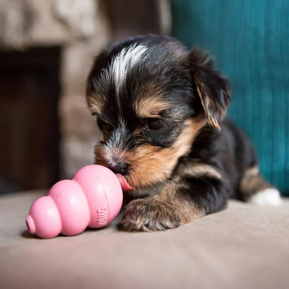 Online Puppy Supplies Leashes, Collars, Beds, Flea & Tick, Etc. | Toys Interactive, Plush, Etc.