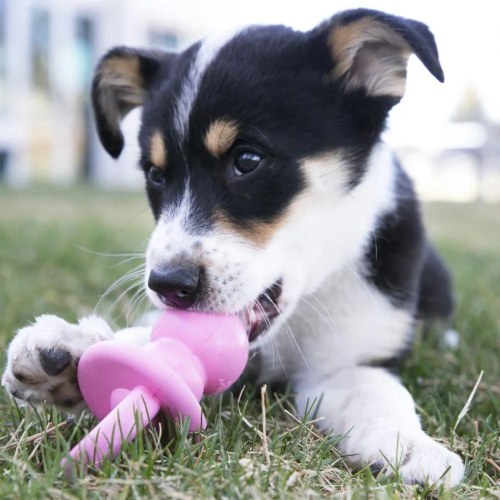 Clearance Puppy Binkie Supplies Leashes, Collars, Beds, Flea & Tick, Etc. | Toys Interactive, Plush, Etc.