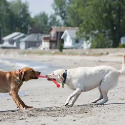 Sale Safestix Supplies Leashes, Collars, Beds, Flea & Tick, Etc. | Toys Interactive, Plush, Etc.