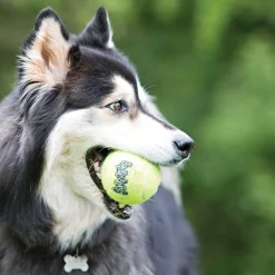 Fashion SqueakAir Tennis Balls - Medium - 3 Pack Supplies Leashes, Collars, Beds, Flea & Tick, Etc. | Toys Interactive, Plush, Etc.