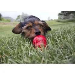 Sale Stuff N Peanut Butter Paste Supplies Leashes, Collars, Beds, Flea & Tick, Etc. | Toys Interactive, Plush, Etc.