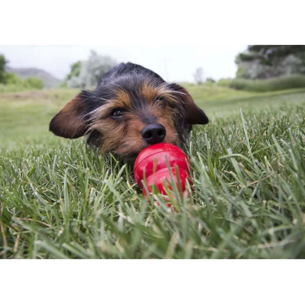 Sale Stuff N Peanut Butter Paste Supplies Leashes, Collars, Beds, Flea & Tick, Etc. | Toys Interactive, Plush, Etc.