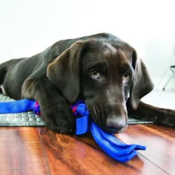 Online Tugga Wubba Dog Toy Supplies Leashes, Collars, Beds, Flea & Tick, Etc. | Toys Interactive, Plush, Etc.