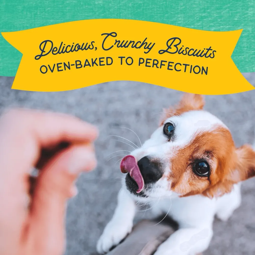 Best Rewards Crunchy Biscuits With Real Chicken Dog Treats Treats Treats & Chews