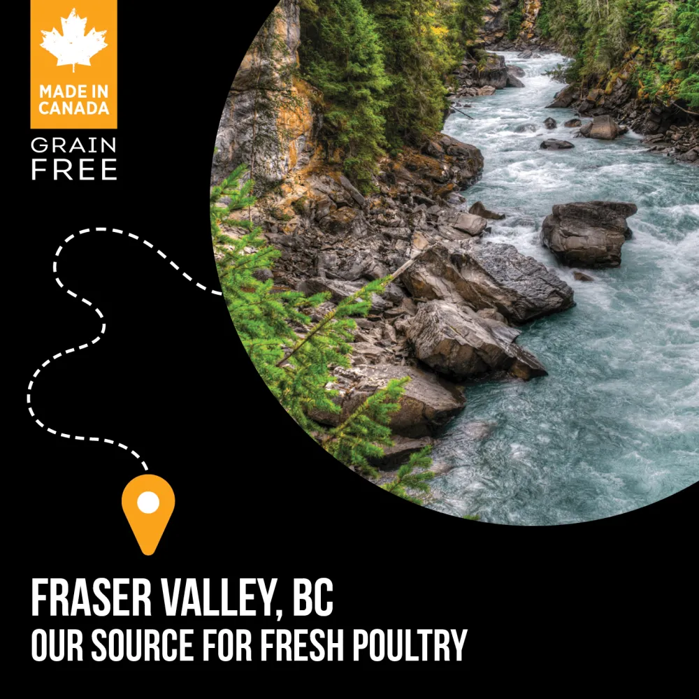 Sale Grain Free Cat Food SubZero Fraser Valley Dry Food Dry Cat Food