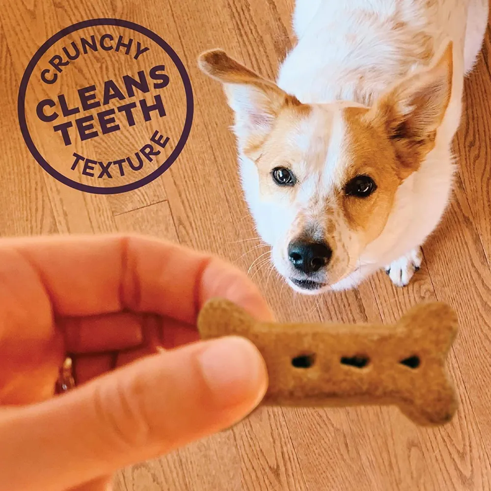 Clearance Classic P-Nuttier Natural Oven-Baked Biscuits Dog Treats Treats Treats & Chews